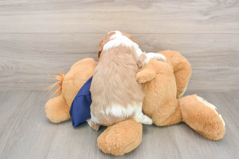 Energetic Cavalier Purebred Puppy