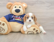 5 week old Cavalier King Charles Spaniel Puppy For Sale - Pilesgrove Pups