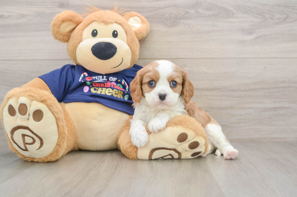 5 week old Cavalier King Charles Spaniel Puppy For Sale - Pilesgrove Pups