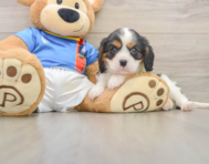 5 week old Cavalier King Charles Spaniel Puppy For Sale - Pilesgrove Pups