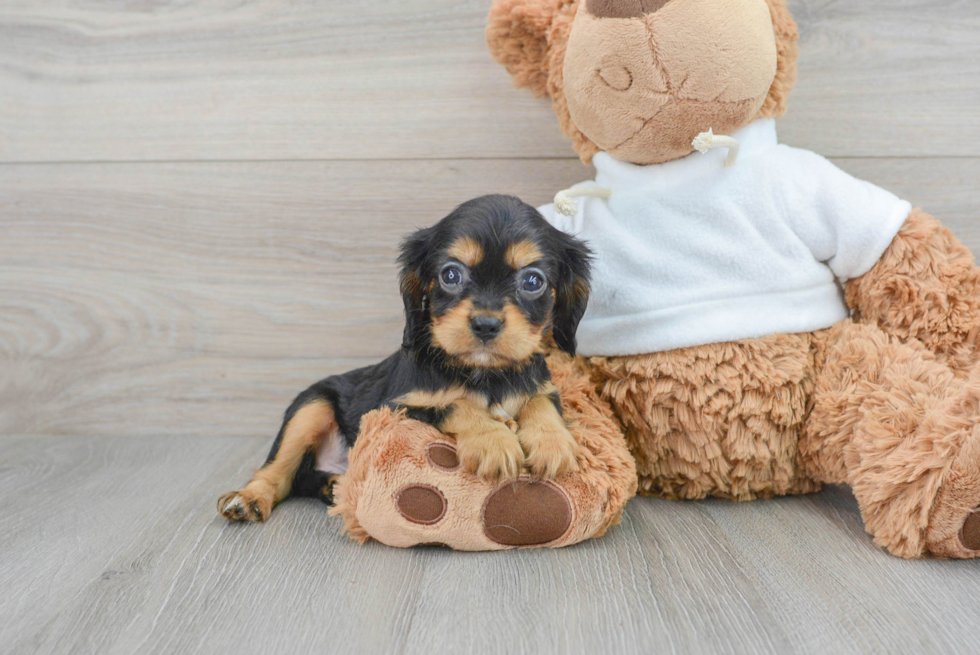 Little Cavalier King Charles Spaniel Purebred Pup