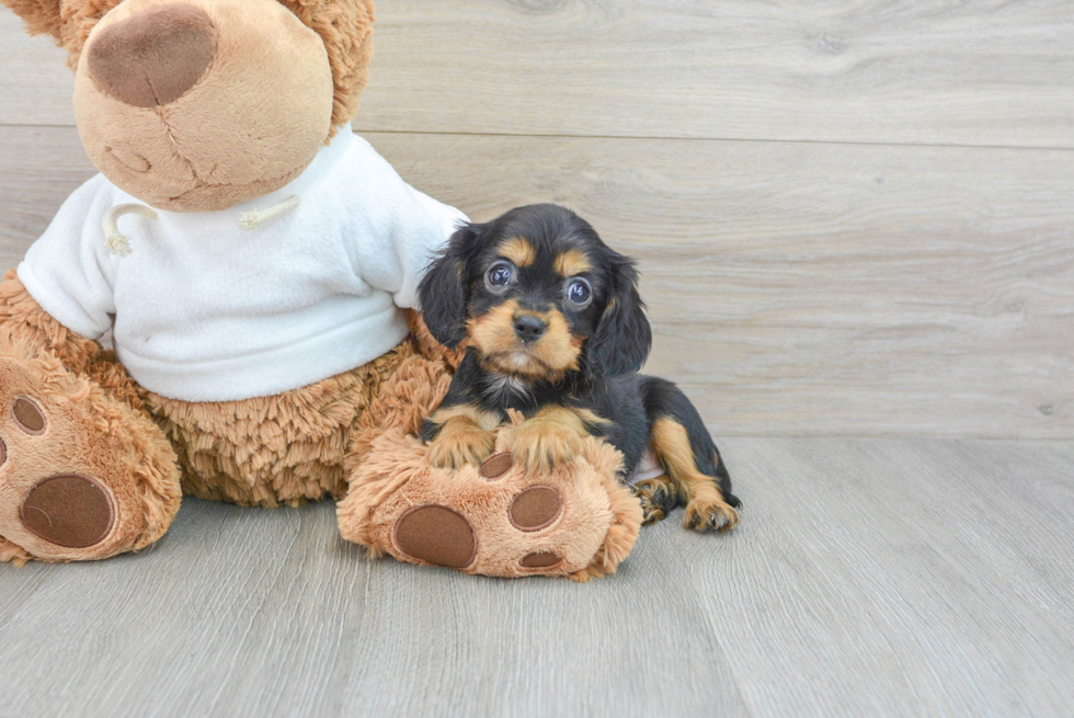 Cavalier King Charles Spaniel Pup Being Cute