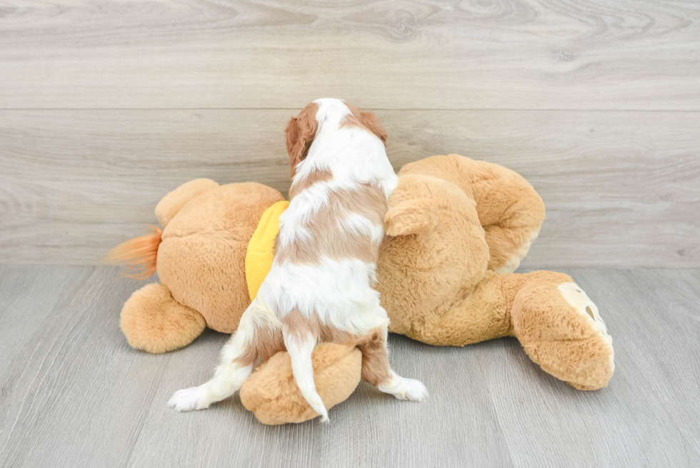 Best Cavalier King Charles Spaniel Baby