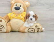 6 week old Cavalier King Charles Spaniel Puppy For Sale - Pilesgrove Pups