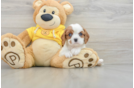 Cavalier King Charles Spaniel Puppy for Adoption