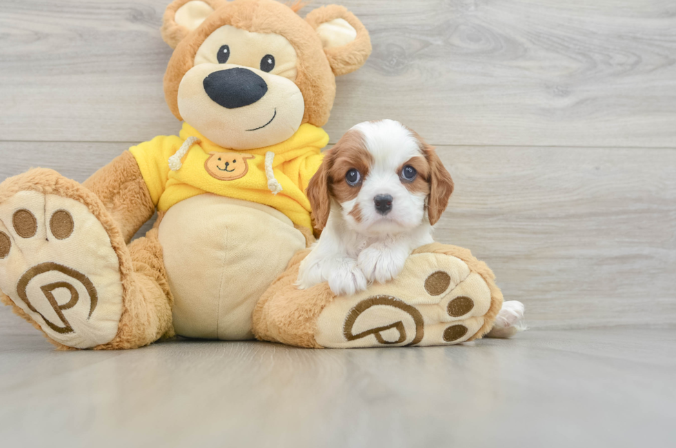 6 week old Cavalier King Charles Spaniel Puppy For Sale - Pilesgrove Pups