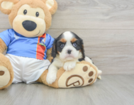 5 week old Cavalier King Charles Spaniel Puppy For Sale - Pilesgrove Pups