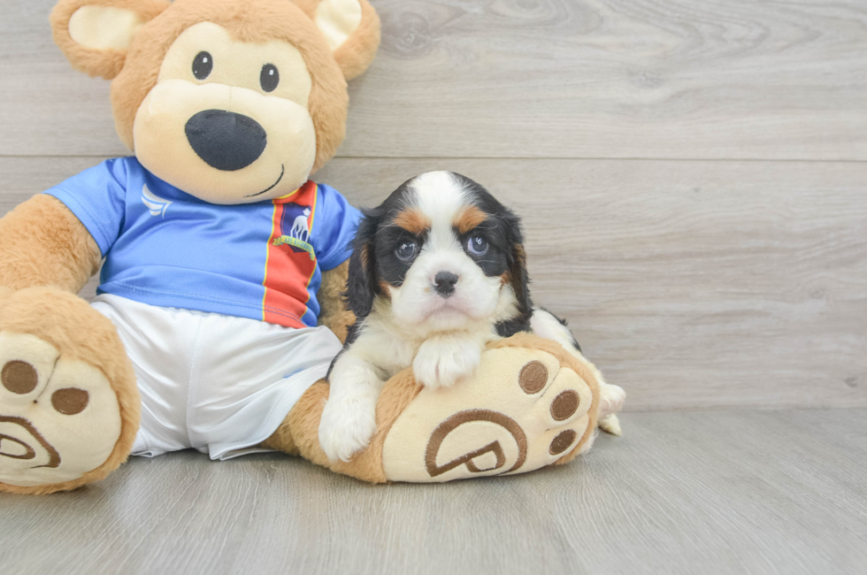 5 week old Cavalier King Charles Spaniel Puppy For Sale - Pilesgrove Pups