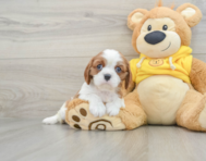 6 week old Cavalier King Charles Spaniel Puppy For Sale - Pilesgrove Pups