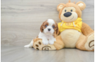 Cavalier King Charles Spaniel Puppy for Adoption