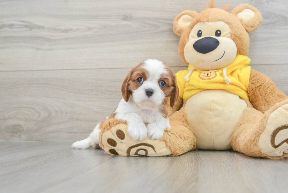 Cavalier King Charles Spaniel Puppy for Adoption