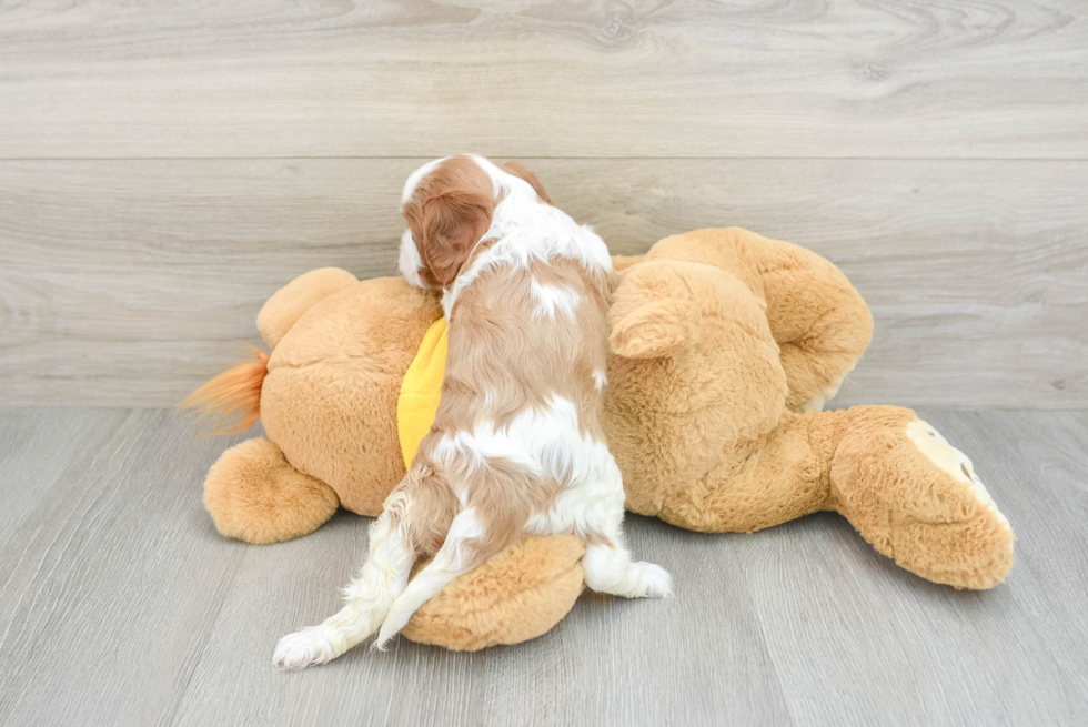 Small Cavalier King Charles Spaniel Purebred Pup