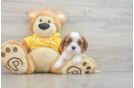 Popular Cavalier King Charles Spaniel Baby