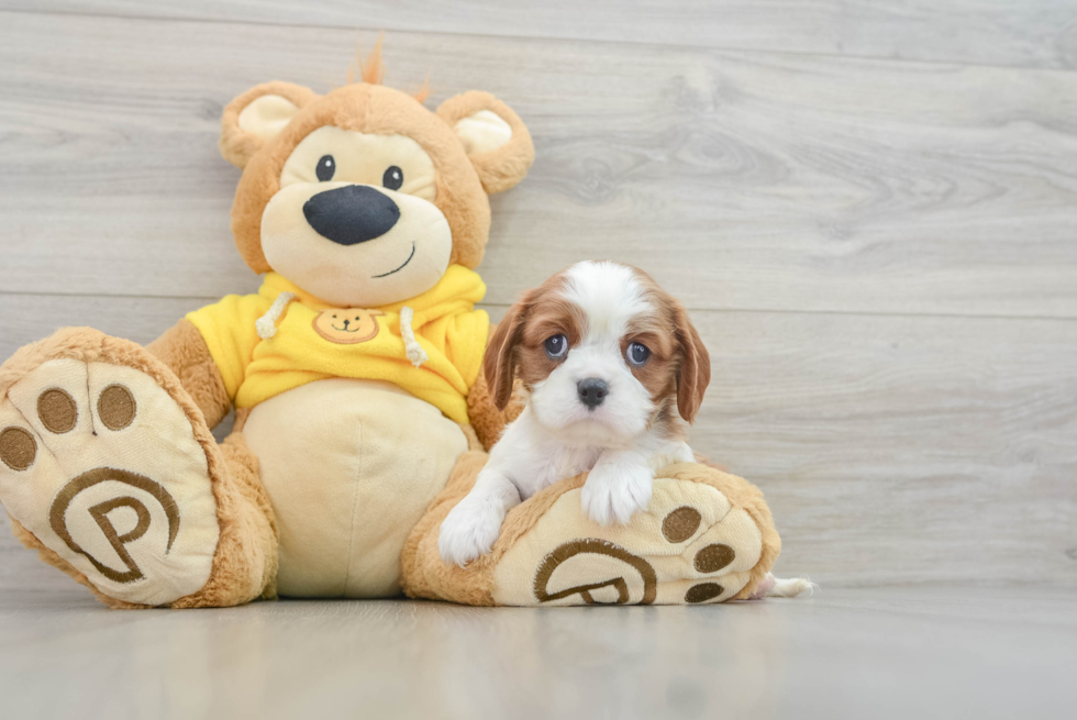 Popular Cavalier King Charles Spaniel Baby