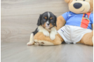 Cavalier King Charles Spaniel Puppy for Adoption