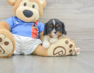 5 week old Cavalier King Charles Spaniel Puppy For Sale - Pilesgrove Pups