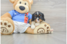Cavalier King Charles Spaniel Puppy for Adoption