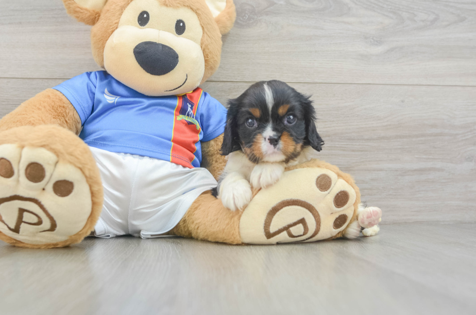 5 week old Cavalier King Charles Spaniel Puppy For Sale - Pilesgrove Pups