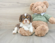 6 week old Cavalier King Charles Spaniel Puppy For Sale - Pilesgrove Pups