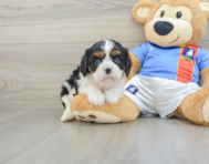 5 week old Cavalier King Charles Spaniel Puppy For Sale - Pilesgrove Pups