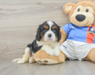 5 week old Cavalier King Charles Spaniel Puppy For Sale - Pilesgrove Pups