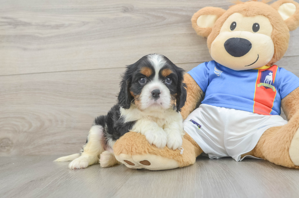 5 week old Cavalier King Charles Spaniel Puppy For Sale - Pilesgrove Pups