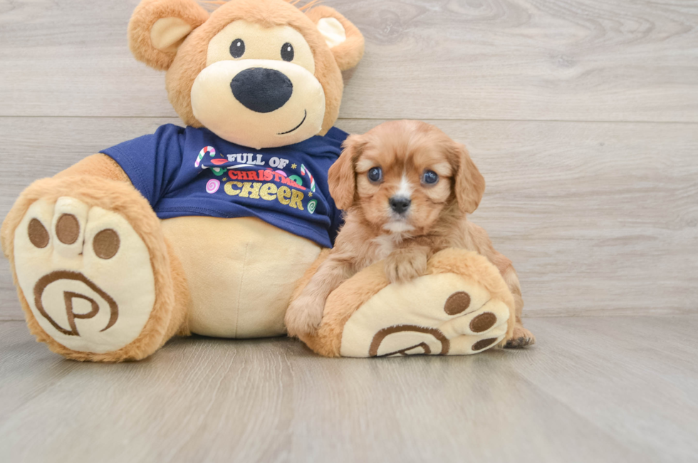 5 week old Cavalier King Charles Spaniel Puppy For Sale - Pilesgrove Pups