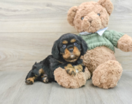 6 week old Cavalier King Charles Spaniel Puppy For Sale - Pilesgrove Pups