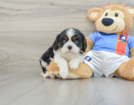 5 week old Cavalier King Charles Spaniel Puppy For Sale - Pilesgrove Pups