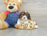 7 week old Cavalier King Charles Spaniel Puppy For Sale - Pilesgrove Pups