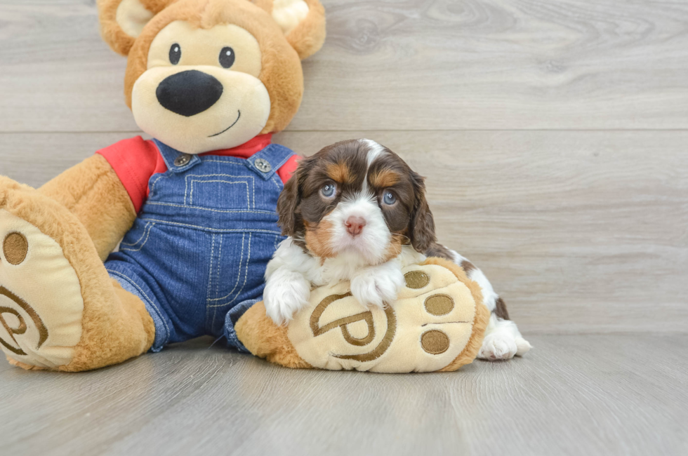 7 week old Cavalier King Charles Spaniel Puppy For Sale - Pilesgrove Pups