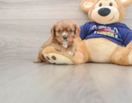 5 week old Cavalier King Charles Spaniel Puppy For Sale - Pilesgrove Pups