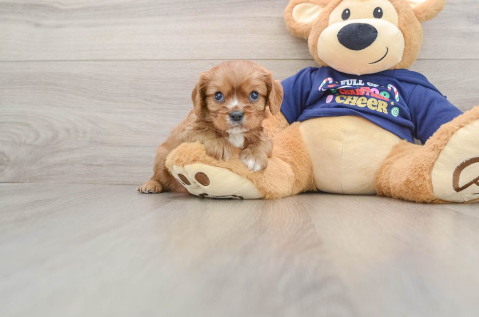5 week old Cavalier King Charles Spaniel Puppy For Sale - Pilesgrove Pups