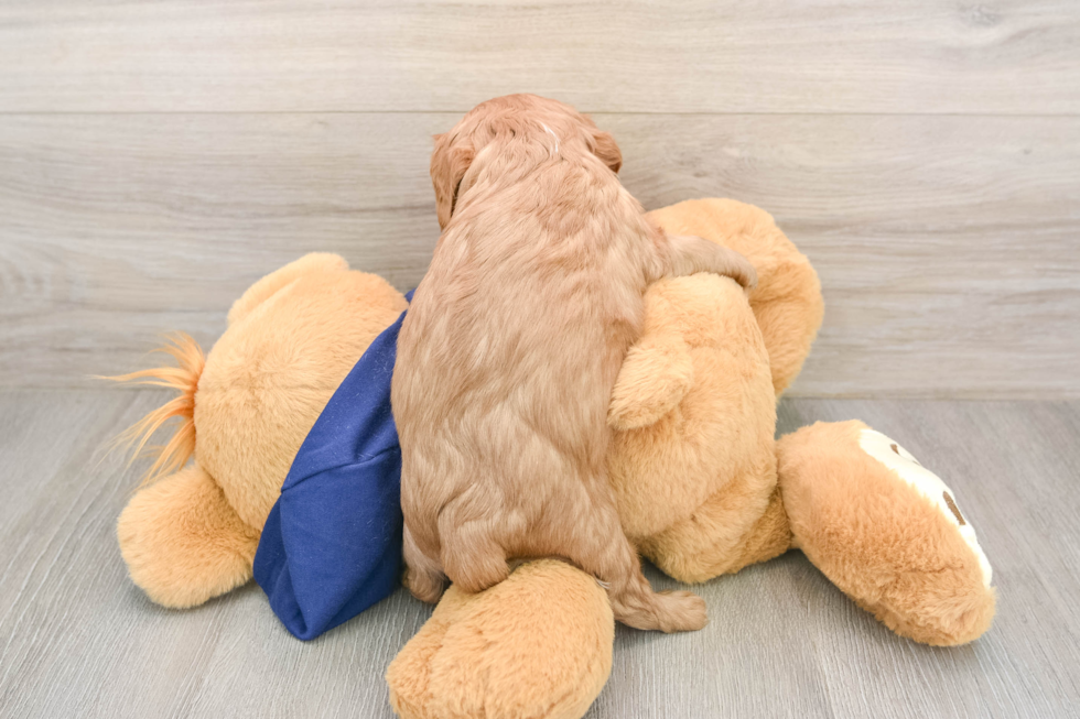 Cavalier King Charles Spaniel Puppy for Adoption