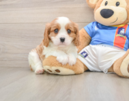 5 week old Cavalier King Charles Spaniel Puppy For Sale - Pilesgrove Pups