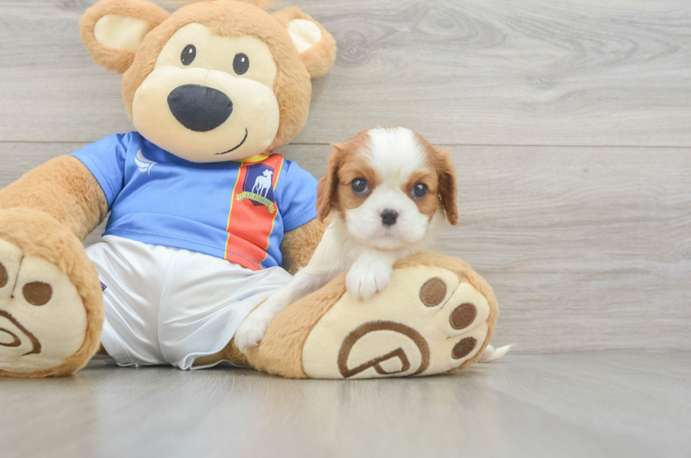 5 week old Cavalier King Charles Spaniel Puppy For Sale - Pilesgrove Pups