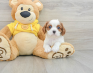 6 week old Cavalier King Charles Spaniel Puppy For Sale - Pilesgrove Pups