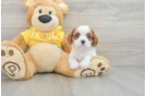 Cute Cavalier Purebred Puppy