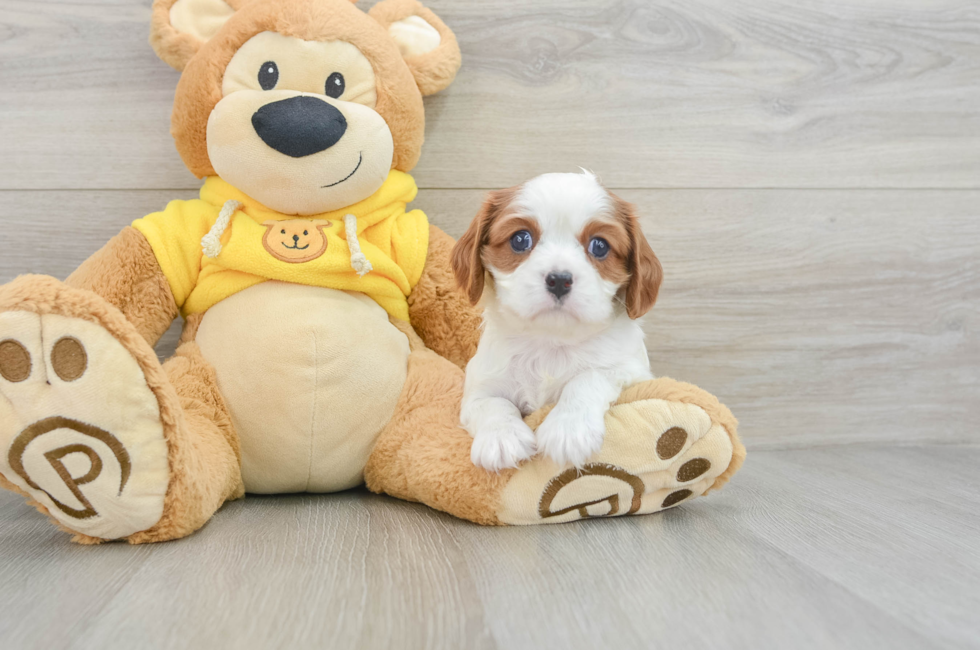 6 week old Cavalier King Charles Spaniel Puppy For Sale - Pilesgrove Pups