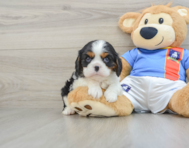 5 week old Cavalier King Charles Spaniel Puppy For Sale - Pilesgrove Pups