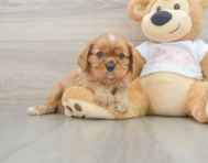 5 week old Cavalier King Charles Spaniel Puppy For Sale - Pilesgrove Pups