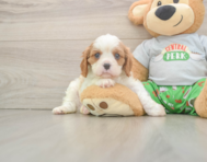 5 week old Cavalier King Charles Spaniel Puppy For Sale - Pilesgrove Pups