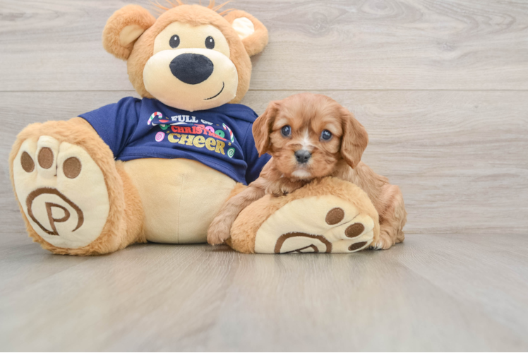 Friendly Cavalier King Charles Spaniel Purebred Pup