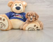 5 week old Cavalier King Charles Spaniel Puppy For Sale - Pilesgrove Pups