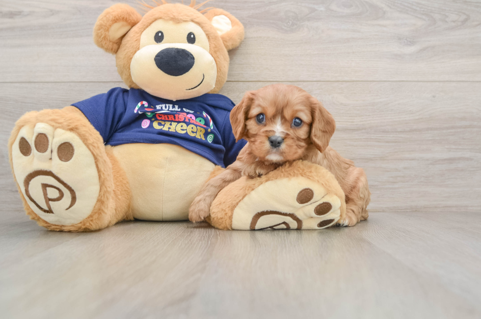 5 week old Cavalier King Charles Spaniel Puppy For Sale - Pilesgrove Pups
