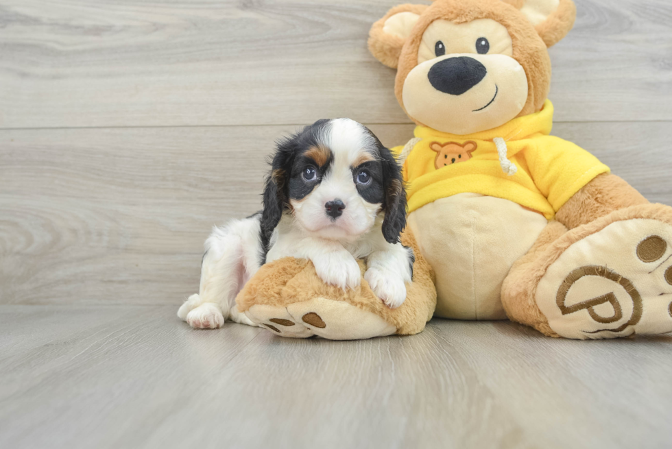 Petite Cavalier Purebred Puppy