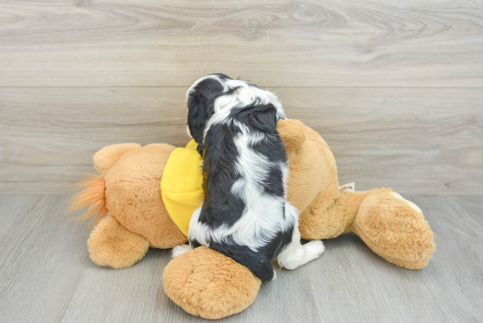 Best Cavalier King Charles Spaniel Baby