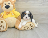 6 week old Cavalier King Charles Spaniel Puppy For Sale - Pilesgrove Pups