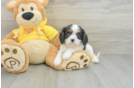 Little Cavalier King Charles Spaniel Baby