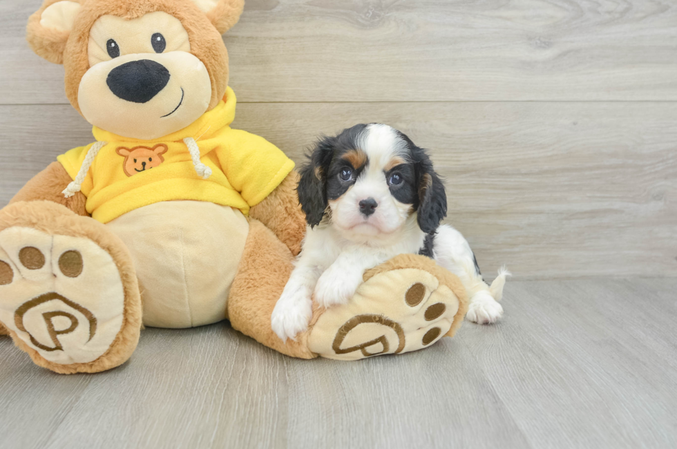 6 week old Cavalier King Charles Spaniel Puppy For Sale - Pilesgrove Pups